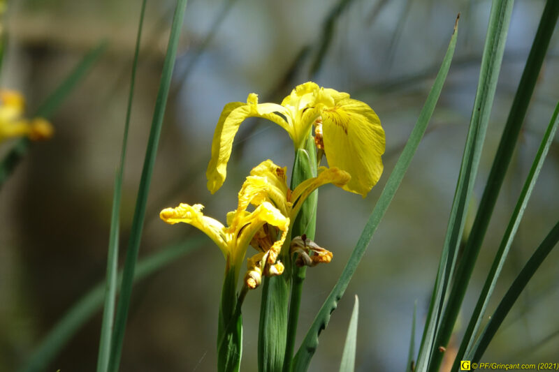 Marécage – Iris 3