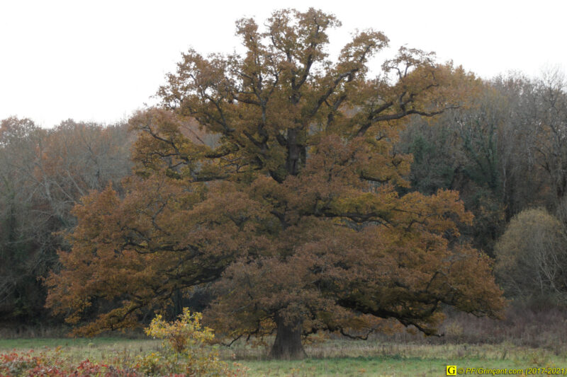 Mon arbre (un chêne), le 26/11/2017