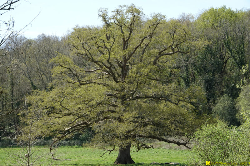 Mon arbre (un chêne), le 09/04/2021