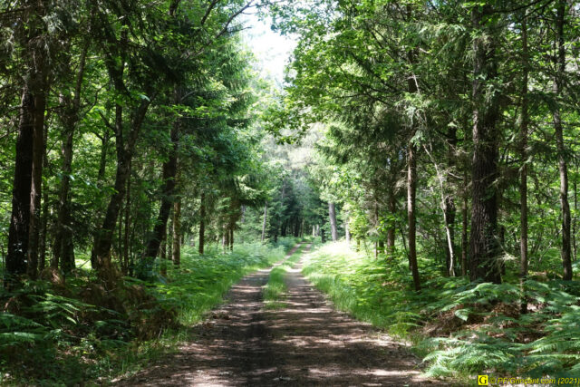 Entrée en forêt