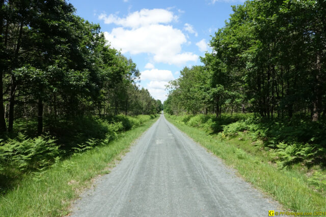 Allée en forêt : presque une route !