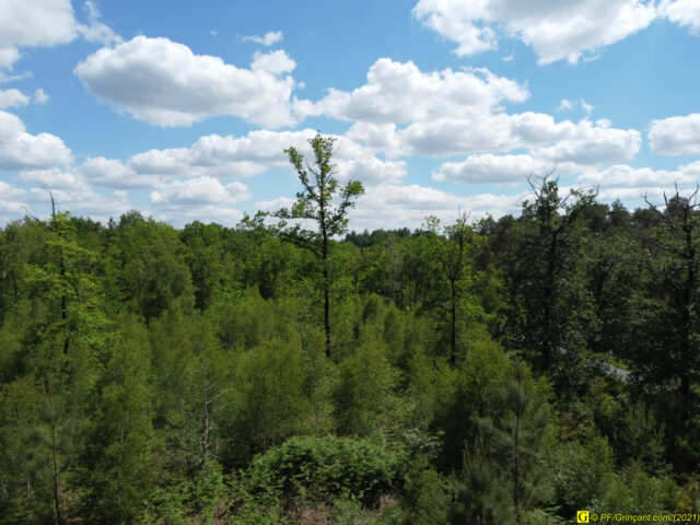 Vol à hauteur d'arbres