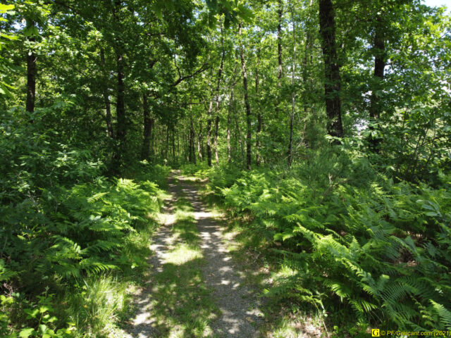 Vol dans une petite allée forestière, comme un insecte