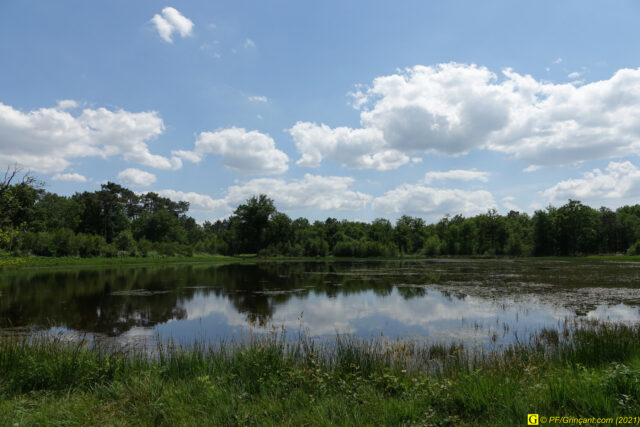 L'étang, vue à hauteur d'homme