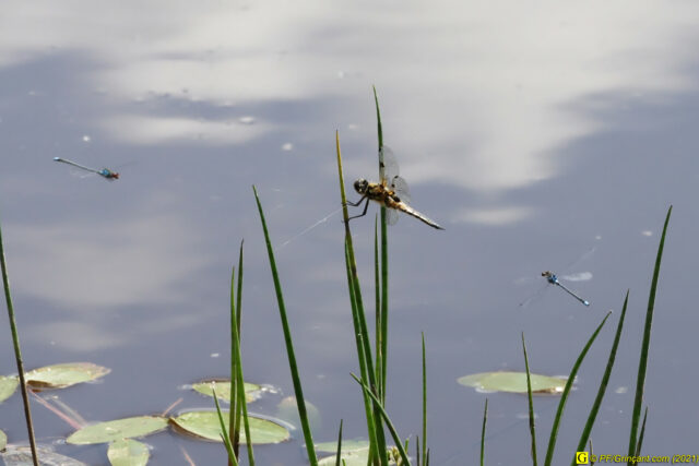 L'étang, vue à hauteur de libellules