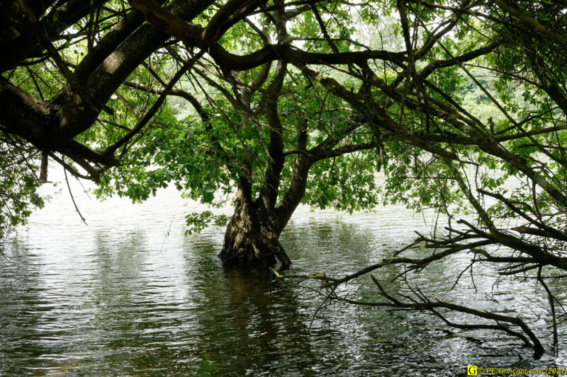 Arbre(s) du lac (1/5)