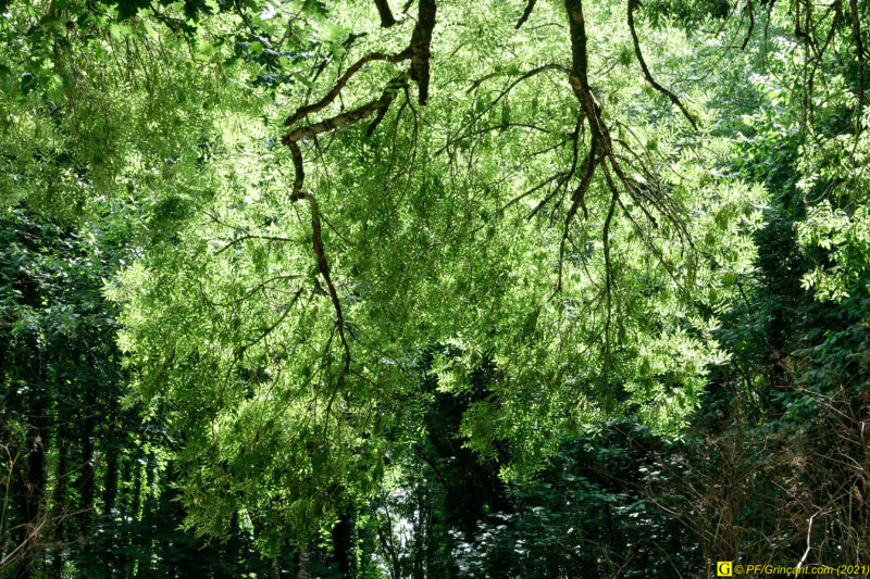 Arbre(s) du lac (4/5)