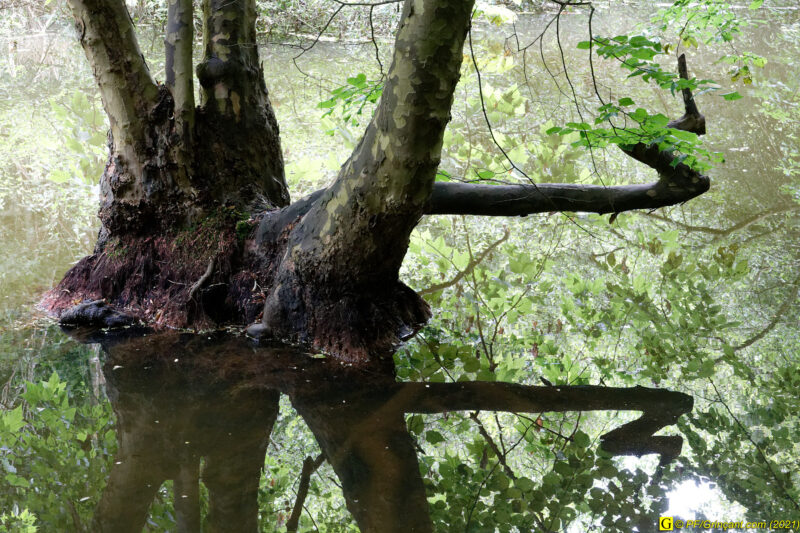 Arbre(s) du lac (5/5)