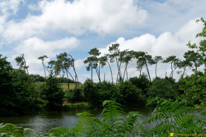 Arbre(s) du lac (2/5)