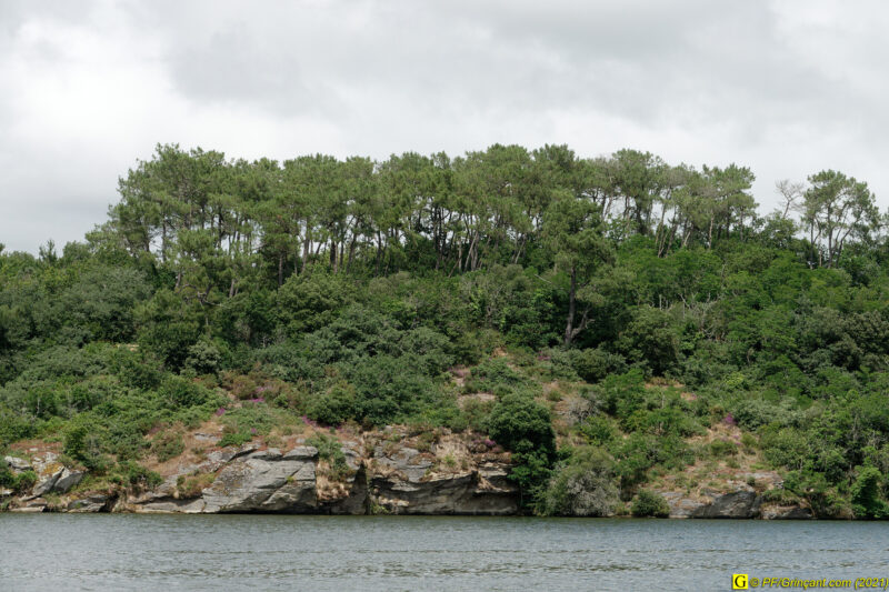 Arbre(s) du lac (3/5)