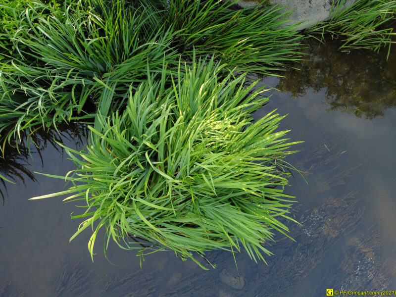 Rivière, filature et vieux chêne (par drone) — 7