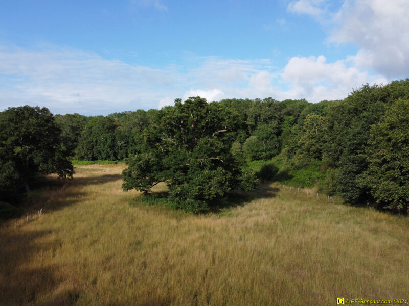 Rivière, filature et vieux chêne (par drone) — 8