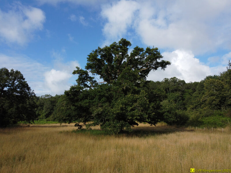 Rivière, filature et vieux chêne (par drone) — 12
