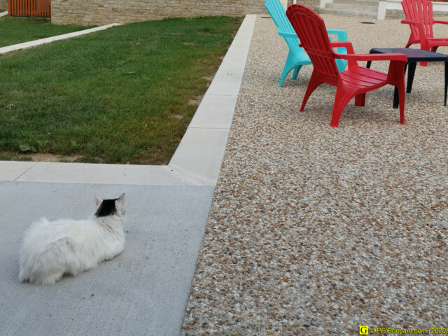 Compagnie d'un chat à la queue coupée