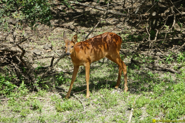 Un chevreuil