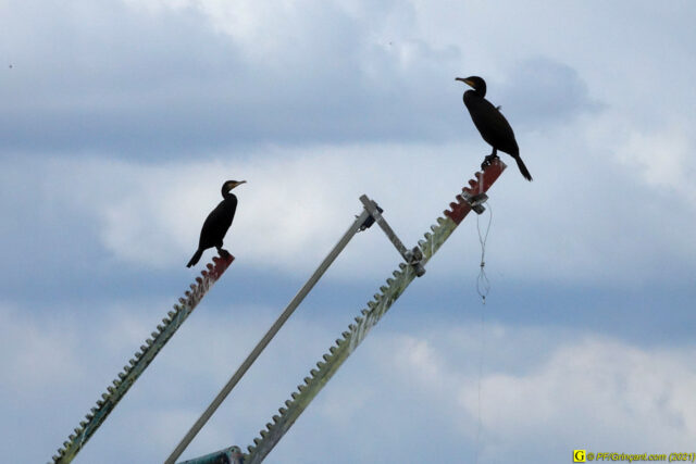 Deux cormorans, gardiens du barrage