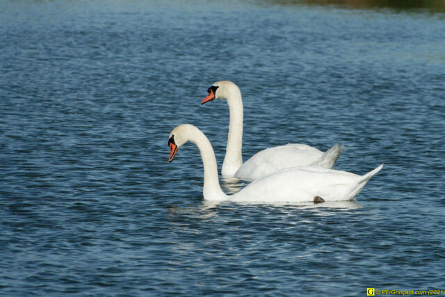 Dans les marais, deux cygnes blancs