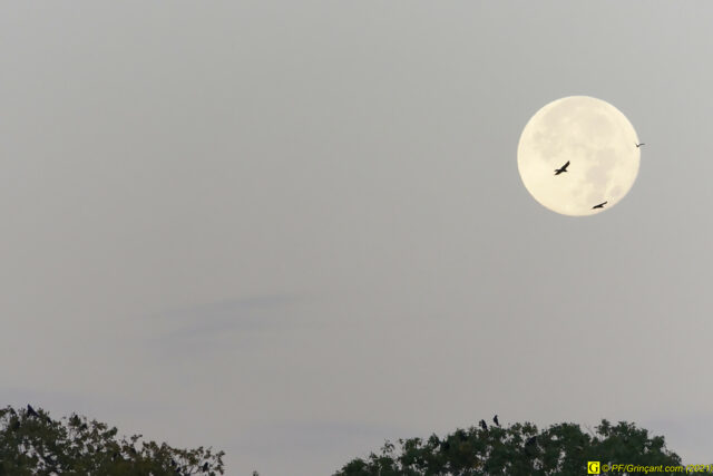 La pleine lune et 3 oiseaux