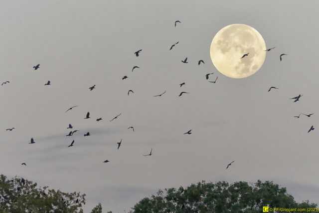 Pleine lune, 44 oiseaux noirs : une scène à la Hitchcock !