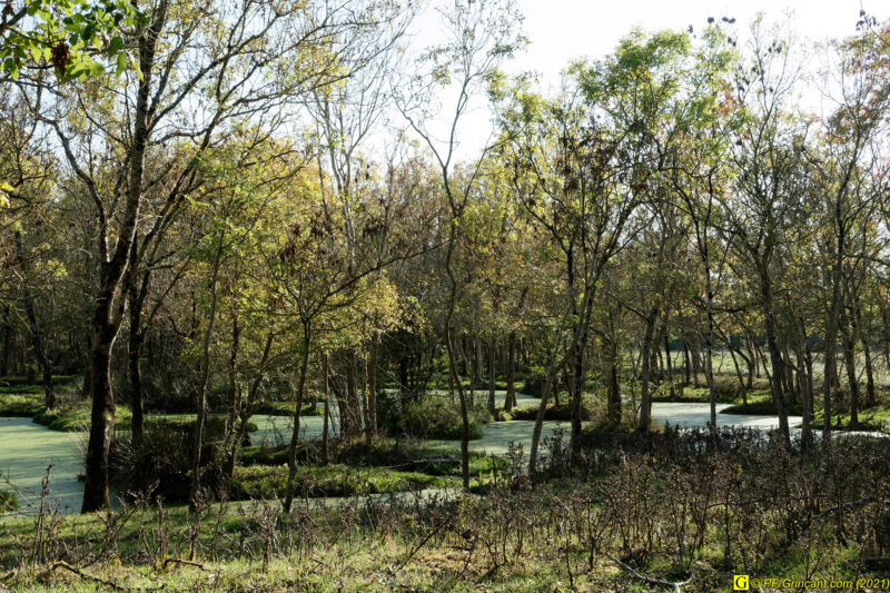 Un petit coin de paradis dans un marais (1)