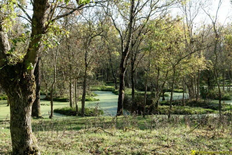 Un petit coin de paradis dans un marais (2)