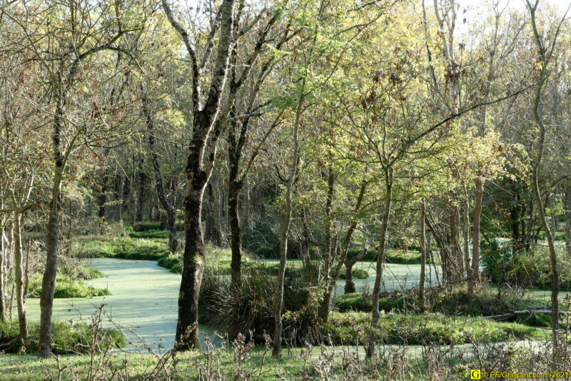 Un petit coin de paradis dans un marais (3)