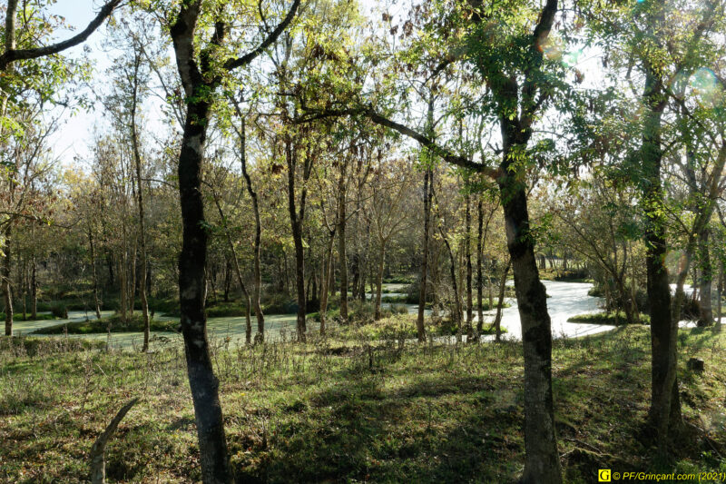 Un petit coin de paradis dans un marais (4)