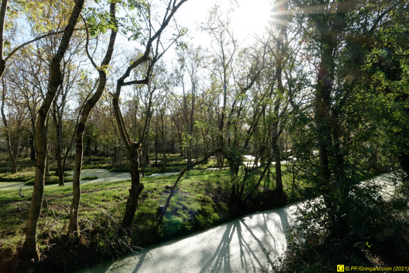 Un petit coin de paradis dans un marais (5)