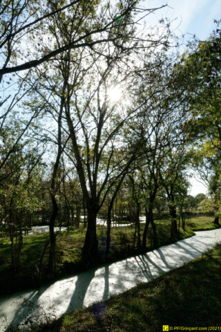 Un petit coin de paradis dans un marais (6)