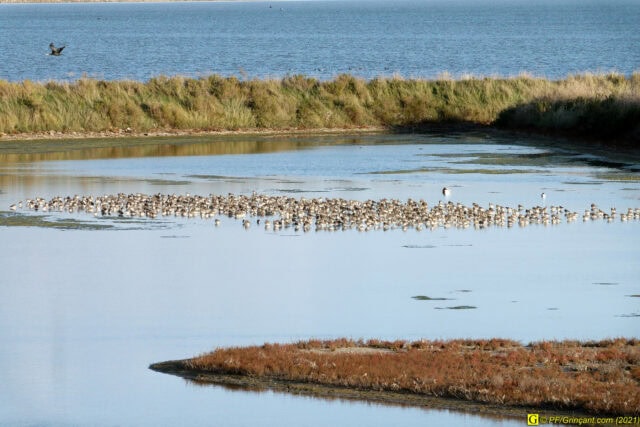 Banc de Tournepierres à collier