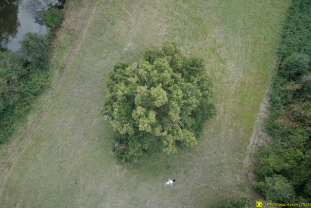 Méditation à côté de mon arbre