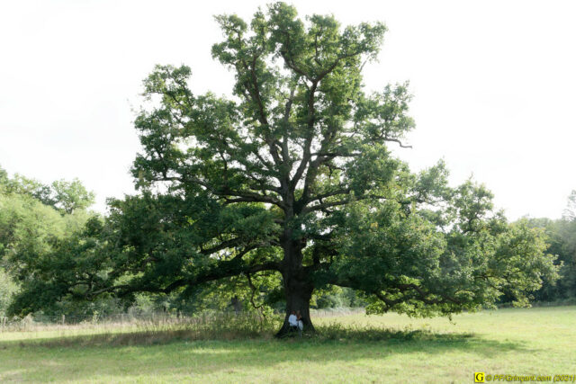 Deux demoiselles au pied de mon arbre