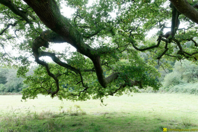 En sécurité, sous une branche de mon arbre