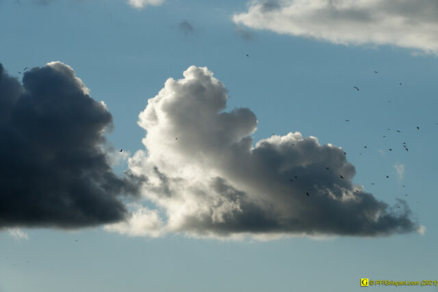 1 – Novembre : nuages et oiseaux