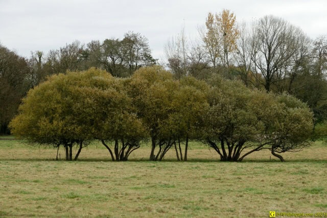 5 – Novembre : bouquet d'arbres