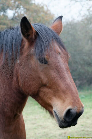 9 – Novembre : le cheval