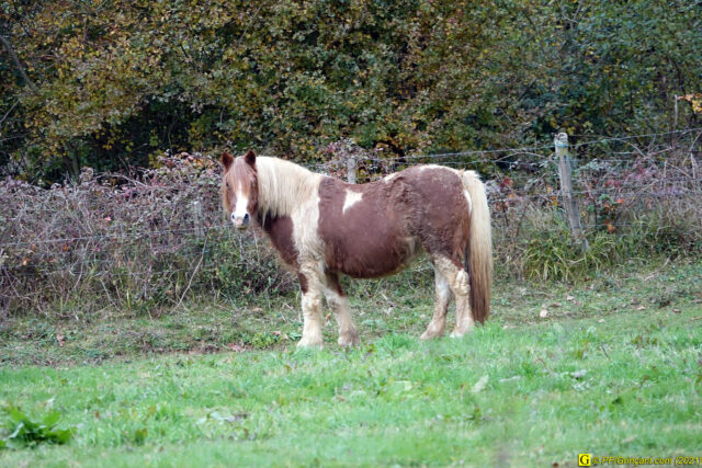 La ponette mal entretenue (16/11/2021)