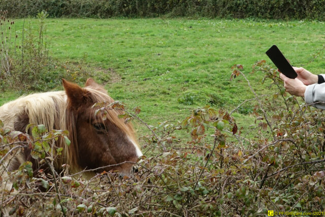 Ponette photographiée au smartphone pour indentification/preuve (ou QR-Code ?) – (16/11/2021)