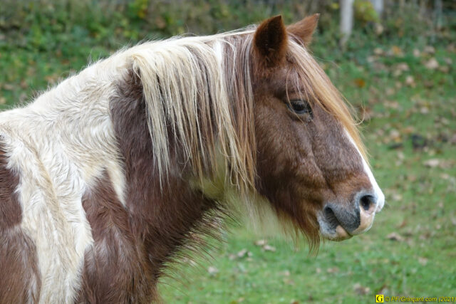 Tête de ponette pas pomponnée (16/11/2021)
