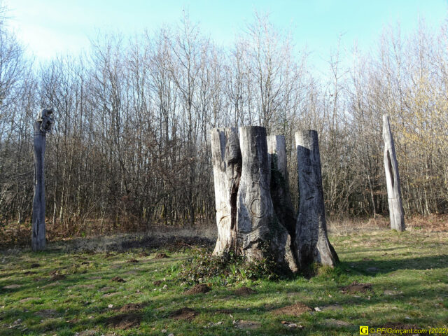 Arbre remarquable « Les Cinq Jumeaux » — Forêt de Mervent (85)