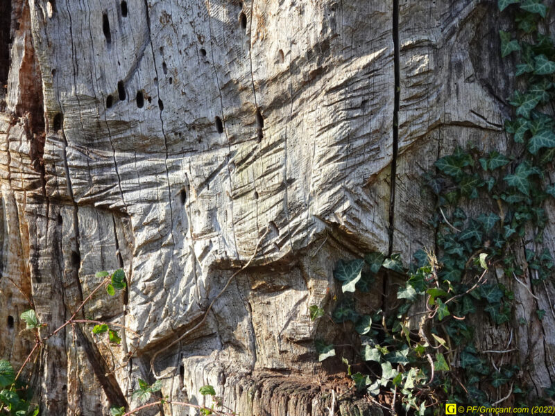 Sculpture sur arbre Les Cinq Jumeaux