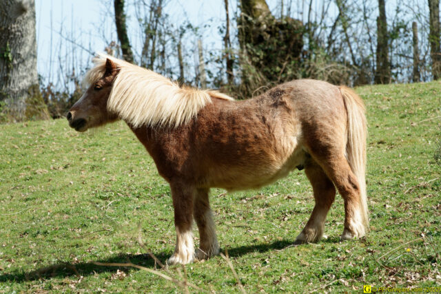 Un poney indifférent