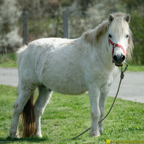 Regard d'un bon cheval