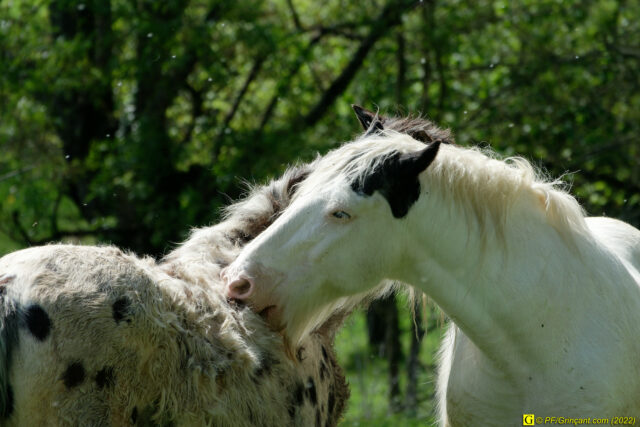 Câlins d'équidés