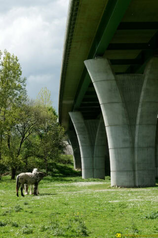 Deux chevaux auprès d'un viaduc