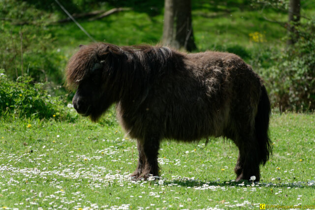 Un poney tout sombre