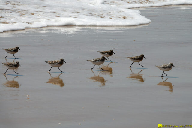 Les sanderlings