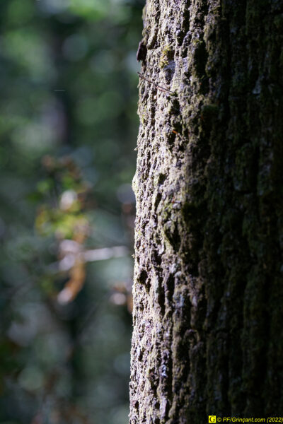 Tronc d'arbre (1)