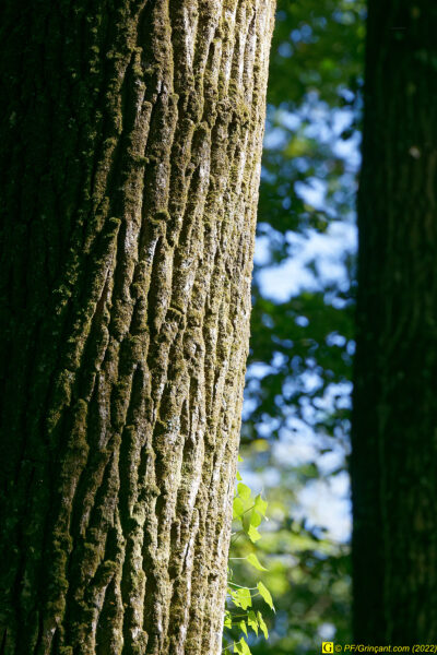 Tronc d'arbre (2)