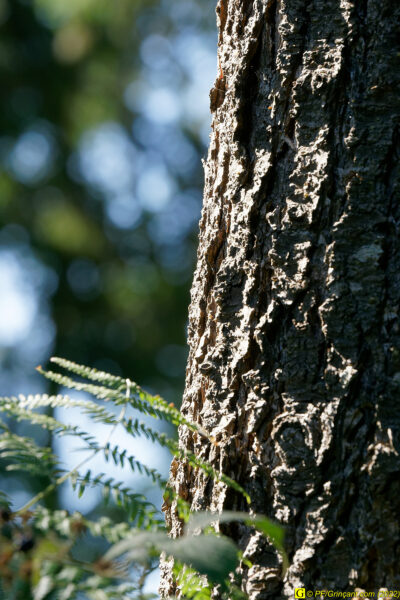 Tronc d'arbre (3)